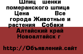 Шпиц - шенки померанского шпица › Цена ­ 20 000 - Все города Животные и растения » Собаки   . Алтайский край,Новоалтайск г.